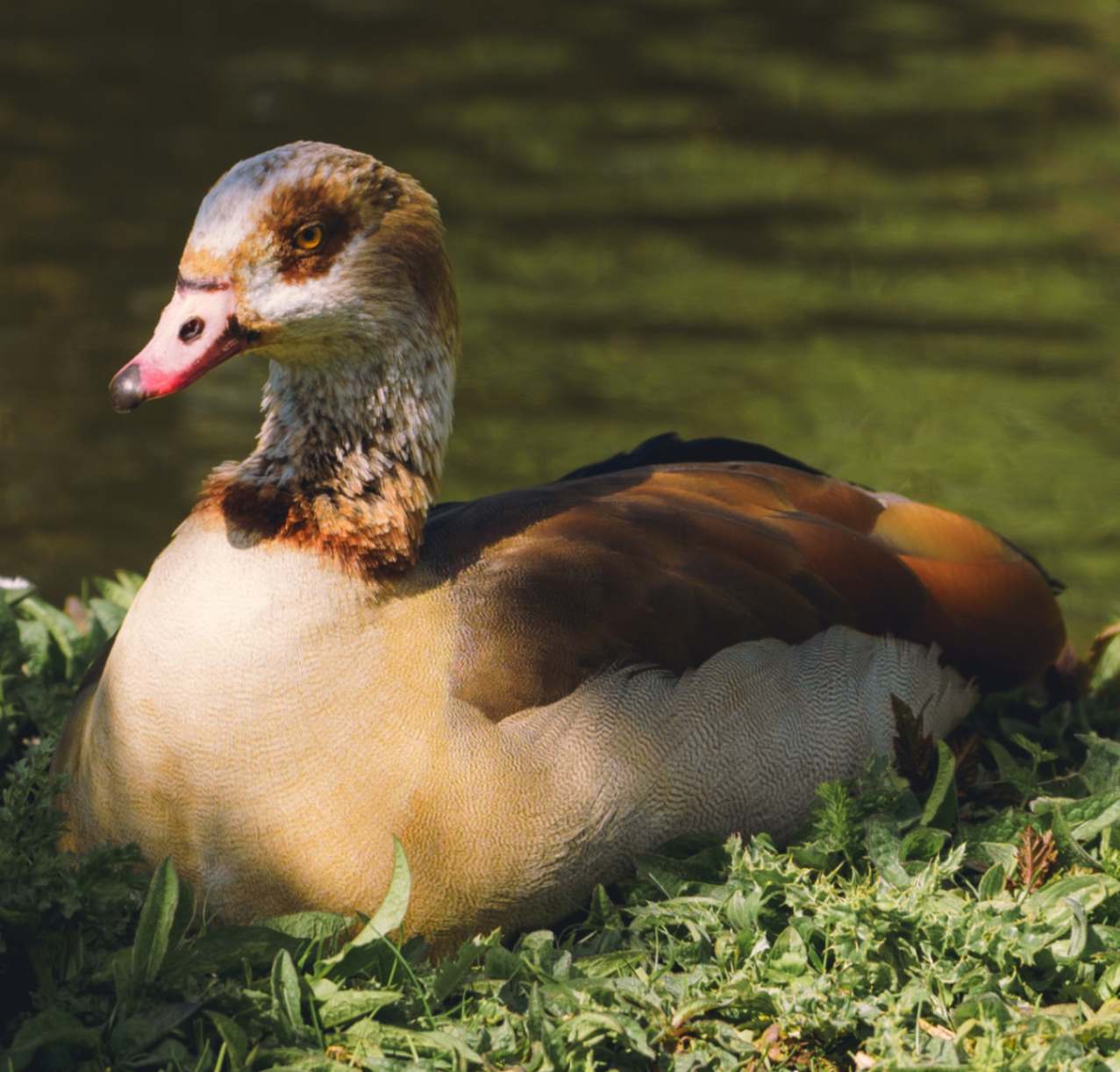 Egyptian Goose